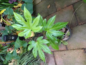 Fatsia Japonica beschikbaar voor biedingen