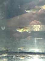 enkele  gupjes  gratis op te halen, Dieren en Toebehoren, Vissen | Aquariumvissen, Vis, Zoetwatervis