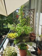 Jonge eik, Overige soorten, 100 tot 250 cm, Zomer, Ophalen