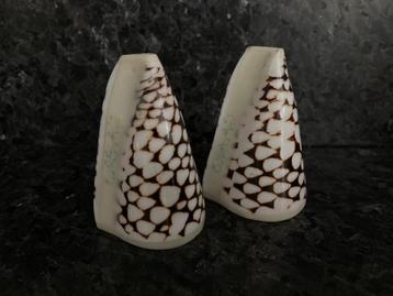 Schelp peper en zoutstel uit Curaçao  beschikbaar voor biedingen