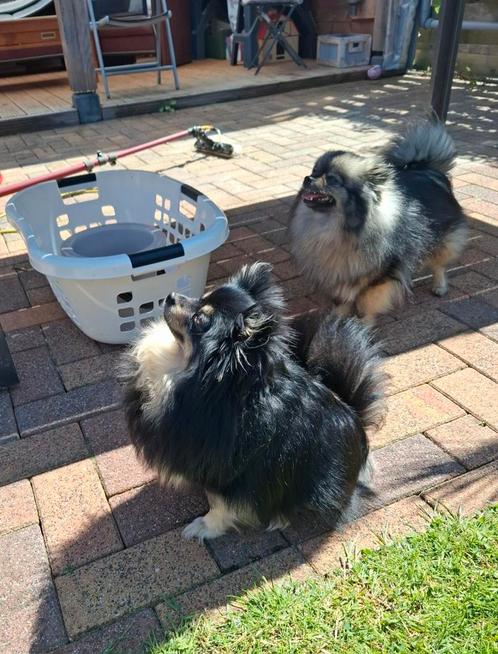 2 prachtige en super lieve pomerianen, Dieren en Toebehoren, Honden | Chihuahua's en Gezelschapshonden, Teef, Overige rassen, Particulier