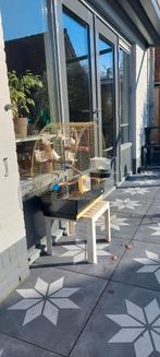 2 zebravinken met kooi, Geslacht onbekend, Wildzangvogel