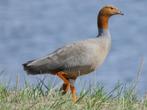 roodkopgans/ siereenden, Meerdere dieren, Kip