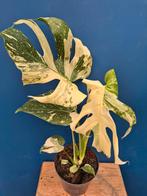 Monstera Thai Constellation xl p14 (13)