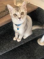 Britse korthaar kittens., Dieren en Toebehoren, Katten en Kittens | Raskatten | Langhaar, Meerdere dieren, 0 tot 2 jaar