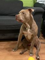 🐶 Laatste Staff Malinois Pups! Gaat snel dit weekend 🐶, Dieren en Toebehoren, Honden | Niet-rashonden, Meerdere, Meerdere dieren