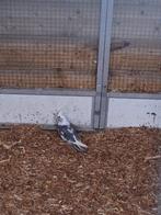 Valkparkiet, Dieren en Toebehoren, Vogels | Parkieten en Papegaaien, Geslacht onbekend, Parkiet