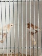 Mooi koppel Japanse meeuwen, Meerdere dieren, Tropenvogel