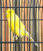 Lancashire kanaries, Dieren en Toebehoren, Meerdere dieren, Postuurkanarie