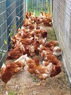 Prachtige bruine en witte leghorn,s leghennen legkippen, Vrouwelijk, Kip