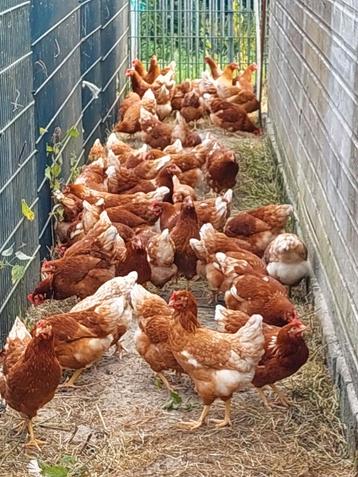 Prachtige bruine en witte leghorn,s leghennen legkippen beschikbaar voor biedingen