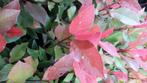 3 Restpartijen Glansmispel Red Robin voor hoge hagen, Overige soorten, Haag, Minder dan 100 cm, Ophalen of Verzenden