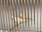Span kanaries te koop, Dieren en Toebehoren, Vogels | Kanaries, Meerdere dieren, Kleurkanarie