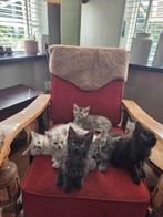 Maine coon kittens, Dieren en Toebehoren, Katten en Kittens | Raskatten | Langhaar, Meerdere dieren, Ontwormd, 0 tot 2 jaar