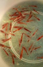 Doorzichtig rode Neocaridina garnalen 10 voor 5 euro, Dieren en Toebehoren, Vissen | Aquariumvissen, Kreeft, Krab of Garnaal