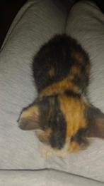 Kittens zijn 8weken oud, Meerdere dieren, Kortharig, 0 tot 2 jaar
