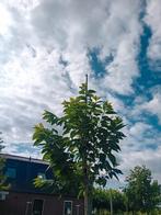 witte sierkers, Tuin en Terras, Overige soorten, Lente, 250 tot 400 cm, Ophalen