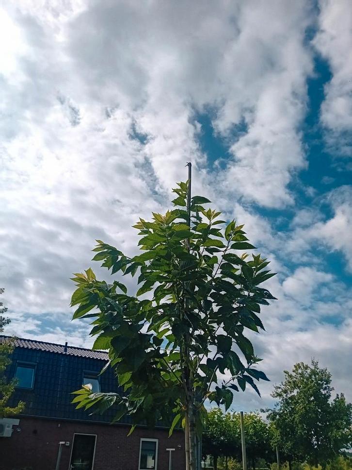 witte sierkers, Tuin en Terras, Planten | Bomen, Overige soorten, 250 tot 400 cm, Volle zon, Lente, In pot, Ophalen