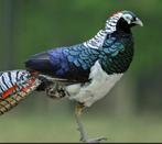 Lady amherstfazanten, Meerdere dieren, Overige soorten