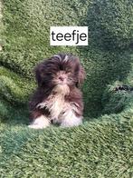 Te koop.mooie speelse boomer pups, Overige rassen, CDV (hondenziekte), 8 tot 15 weken, Meerdere