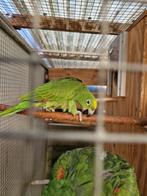 Geelvoorhoofd amazone man te koop, Dieren en Toebehoren, Mannelijk, Papegaai, Geringd