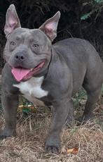 Pocket Bully met stamboom abkc, Rabiës (hondsdolheid), 1 tot 2 jaar, Eén hond, Nederland