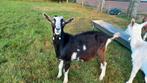 Mooie  jonge bonte bok, Dieren en Toebehoren, Schapen, Geiten en Varkens, Mannelijk, Geit
