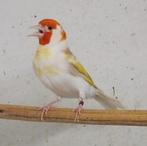 majoor putter bruinpastel van 2025, Dieren en Toebehoren, Vogels | Overige Vogels, Mannelijk, Wildzangvogel