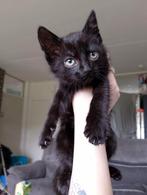 Kittens te koop. Zijn 2litters,1e zijn 16w oud 2e zijn 10w, Dieren en Toebehoren, Katten en Kittens | Overige Katten, Meerdere dieren