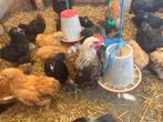 Cochin kuikens, Dieren en Toebehoren, Meerdere dieren, Kip