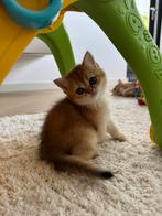 Golden britse korthaar kittens, 1 golden kitten over!, Dieren en Toebehoren, Kater, Ontwormd, 0 tot 2 jaar