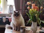 Herplaatsen Mickey, Dieren en Toebehoren, Kater