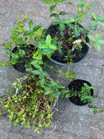 Diverse bodembedekkertjes, Tuin en Terras, Ophalen, Zomer, Overige soorten, Volle zon