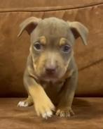Amirikaanse Bully xl pups, Dieren en Toebehoren, Rabiës (hondsdolheid), Overige rassen, 8 tot 15 weken, Teef