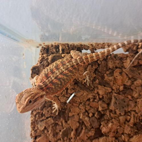 Baardagaam, Dieren en Toebehoren, Reptielen en Amfibieën, Hagedis