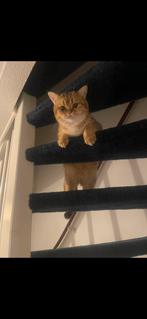 Brits Korthaar Golden shaded, Dieren en Toebehoren, Kater