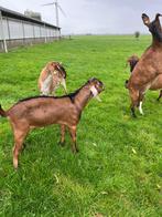 Nubische bok, Dieren en Toebehoren, Schapen, Geiten en Varkens, Mannelijk, Geit, 0 tot 2 jaar