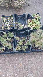 Restpartij vasteplanten 60 stuks, Bodembedekkers, Volle zon, Vaste plant, Ophalen of Verzenden