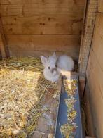 Teddy dwergkonijn, Dieren en Toebehoren, Konijnen, Mannelijk, Dwerg, 0 tot 2 jaar