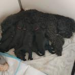Labradoodle puppy's, 8 tot 15 weken, Meerdere, Meerdere dieren, Middel