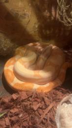 Bci sunglow 50% het anery met terrarium, Dieren en Toebehoren, Reptielen en Amfibieën, Slang, Met terrarium, 3 tot 6 jaar