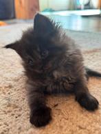 Blue smoke black smoke Maine Coon kittens lieve kittens, Dieren en Toebehoren, Meerdere dieren, 0 tot 2 jaar