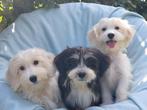 Maltipoo pups    Klein blijvende knuffel beertjes !!!, Maltezer, Nederland, 15 weken tot 1 jaar, CDV (hondenziekte)
