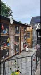 Konijnen opvang vakantie, Dieren en Toebehoren, Meerdere dieren, Middelgroot, Hangoor, 0 tot 2 jaar