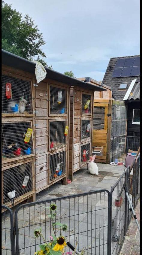 Konijnen opvang vakantie, Dieren en Toebehoren, Konijnen, Middelgroot, Meerdere dieren, 0 tot 2 jaar, Hangoor