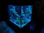 Zeeaquarium compleet (zonder sump), Ophalen