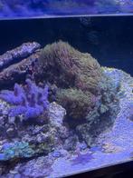 Levende steen met veel koralen ook losse verkoop, Dieren en Toebehoren, Vissen | Aquaria en Toebehoren, Ophalen, Zo goed als nieuw