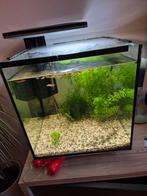 Aquarium, Ophalen, Gebruikt, Gevuld zoetwateraquarium