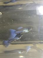 Purple moscow guppy, Dieren en Toebehoren, Vis