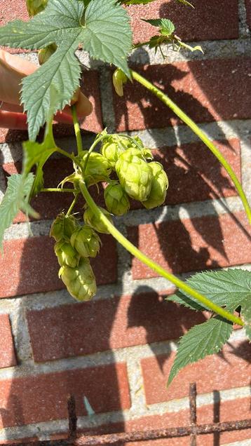 Verse hop. beschikbaar voor biedingen